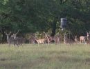 Deeratfeeder09