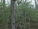 treestand